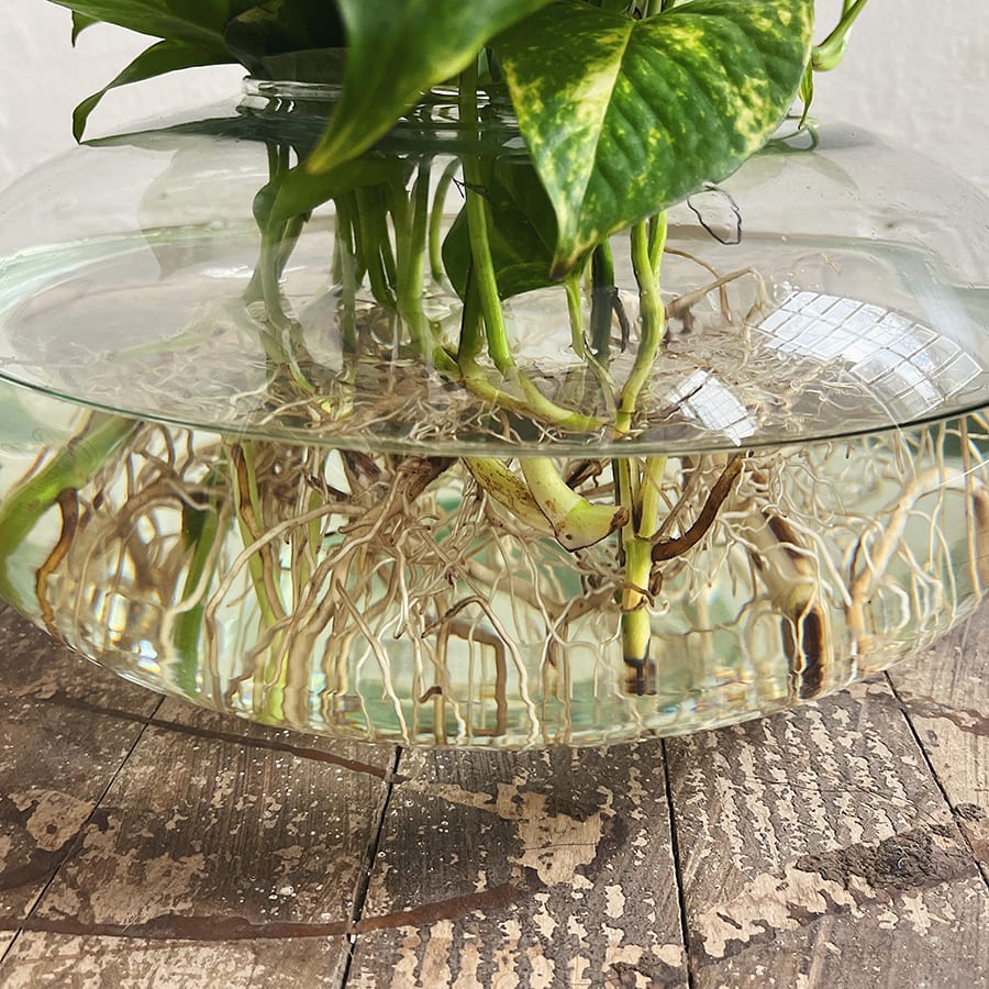 Acuario Viana - Imagen 4